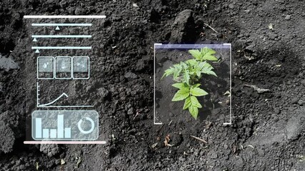 Agriculture and artificial intelligence technology in smart farm with precision sensor for monitoring seed and plants. Smart farming ai and precision agriculture