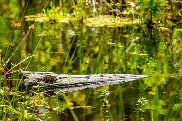 louisiana swamp Water  with Nature