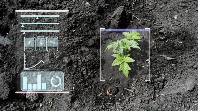 Agriculture and artificial intelligence technology in smart farm with precision sensor for monitoring seed and plants. Smart farming ai and precision agriculture