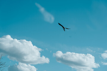 bald eagle with trout 