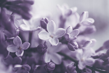 Floral vintage background with bouquet of purple lilac close up, toned, soft selective focus, copy space