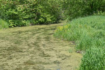 swampy pool with algae, grassy bank, and shrubbery - or composition in green