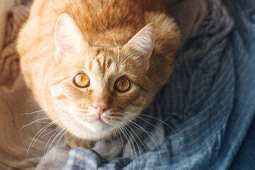 Red tabby cat resting on a blue scarf close-up