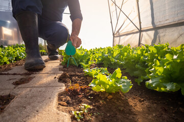 Fototapeta premium Ground angle shot of a garden hoe among the lettuce seedlings held by a caucasian man, in the greenhouse