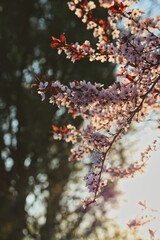 Dreamy Flowering Tree with Pink Petals in the Garden during Spring. Prunus Cerasifera also called Myrobalan Plum or Cherry Plum during Golden Hour.