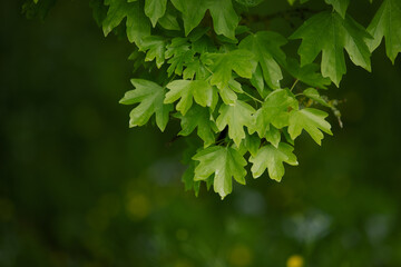 Natural background with green flora. Blurred background for entering the text with information.