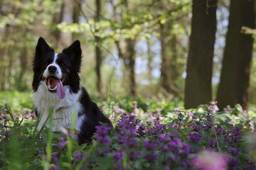 Adorable Border Collie with Tongue Out Sits in Lamium in Forest. Cute Black and White Dog in Purple Dead-Nettle in Nature.