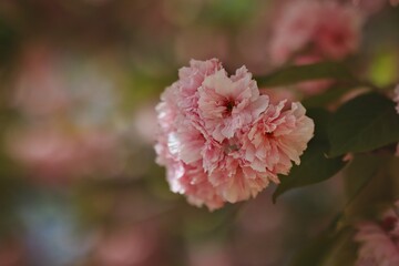 Shallow Depth of Field of Pink Sakura Blossom during May. Close-up of Double Flowers of Japanese Cherry Tree.