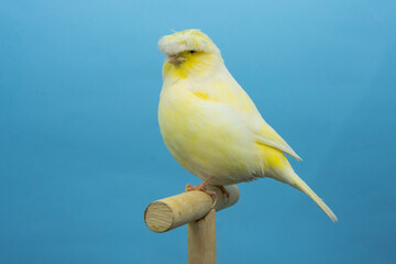 Yellow gloster canary bird perched in softbox