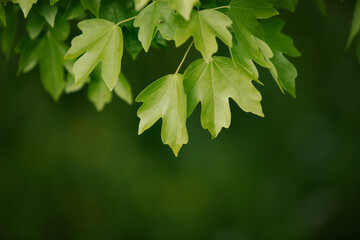 Natural background with green flora. Blurred background for entering the text with information.
