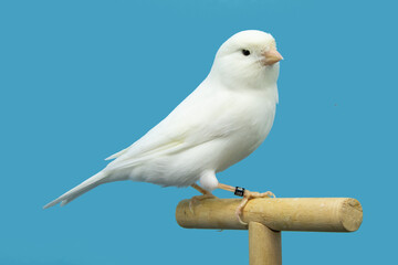 White canary bird perched in softbox