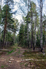 Path in the birch forest, early spring