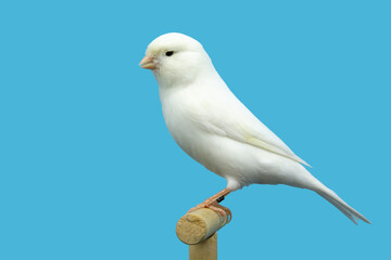 White canary bird perched in softbox