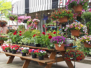 The flowers are on display at the florist's shop.