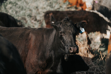Obraz na płótnie Canvas cattle drive