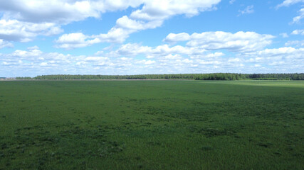 Fresh flowered meadow. Aerial photography. Field and forest.
