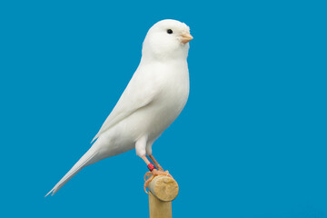 Obraz premium White canary bird perched in softbox