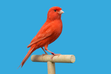 Red canary bird perched in softbox