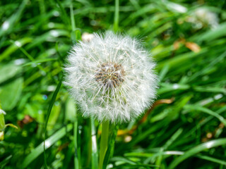 Dandelion blowball with seed heads on green meadow