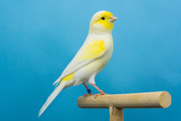 Yellow canary bird perched in softbox