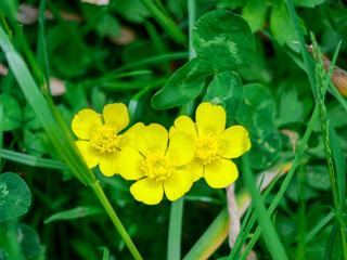 Ranunculus, buttercup and clover on green meadow