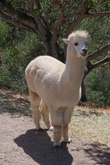 Obraz premium A single light tan colored alpaca