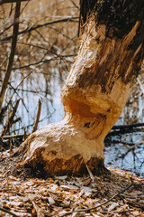 Bitten by the teeth of a beaver, a spoiled tree with fallen bark stands in the forest near the river in spring.