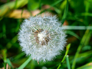 Dandelion blowball with seed heads on green meadow