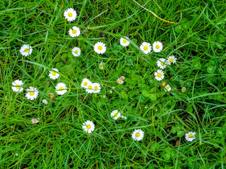 Common daisies and clover on green meadow