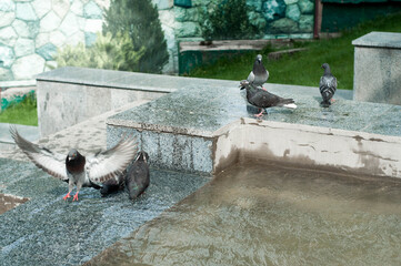 pigeons on the fountain