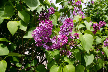 Pink lilacs blossom in the garden