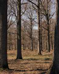 Forêt de sénart 