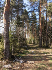 Photography is not an authorized garbage, rubbish on the nature of the pine forest