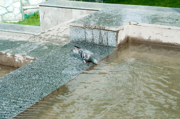 pigeon drinks water from fountain