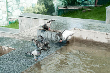 group of pigeons on the water in the park