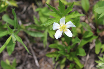 Single meadow anemone bloom in bright sun at the Linne Woods restored tallgrass prairie in Morton Grove, Illinois