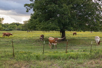 Texas Longhorns grazing in a green pasture
