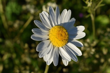 Daisy Flower in the sun