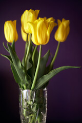 Yellow tulips in glass transparent vase on dark purple background.