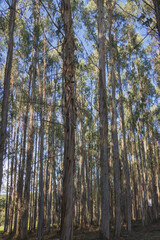 Les chemins de Compostelle