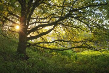 Laubbaum am Morgen mit Sonnenstern im Frühling