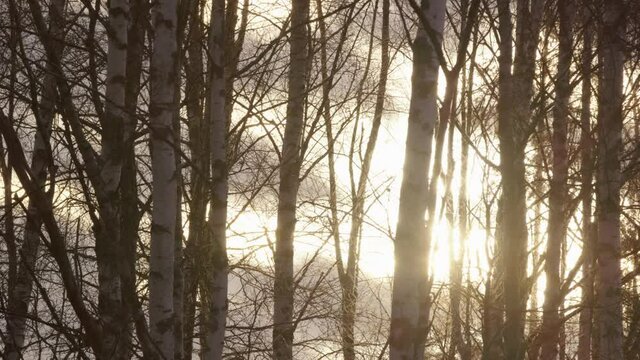 Sunset seen through a forest of silver birch trees in Sweden, medium shot