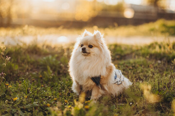 Cute cheerful spitz posing on green grass across the field. Dog on the background of nature