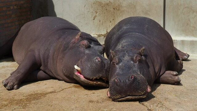 Hippos lie and sleep. Male and female hippos, married couple. The animal has bared its fangs and drool during sleep. Hippos bask in the sun. The drenched wall. Zoo Belgrade, Serbia.