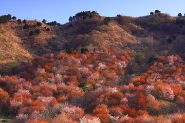 岩手県盛岡市　春のサクラパーク姫神