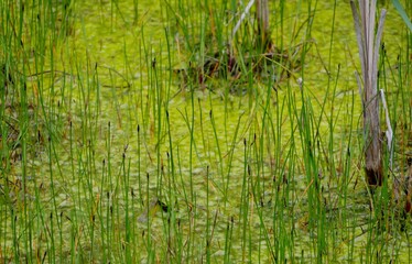Gräser im Sumpfgebiet