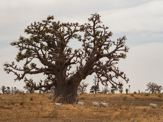 Tree of baobab