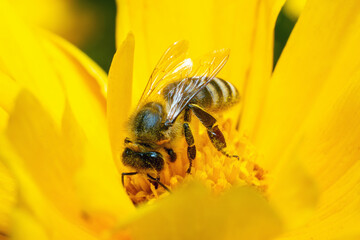 A bee covered with pollen collects nectar pollinating a yellow flower