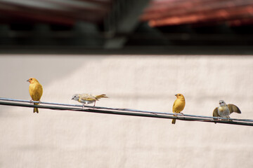 couple of canary with their children