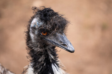 Ostrich face with serious countenance